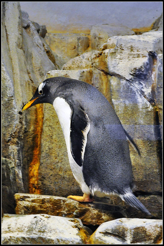 DSC_1594_1.jpg