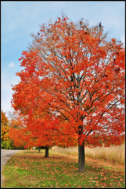 DSC_1597_1.jpg