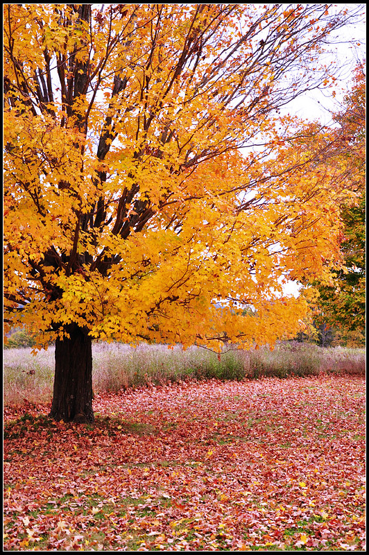DSC_1865_1.jpg