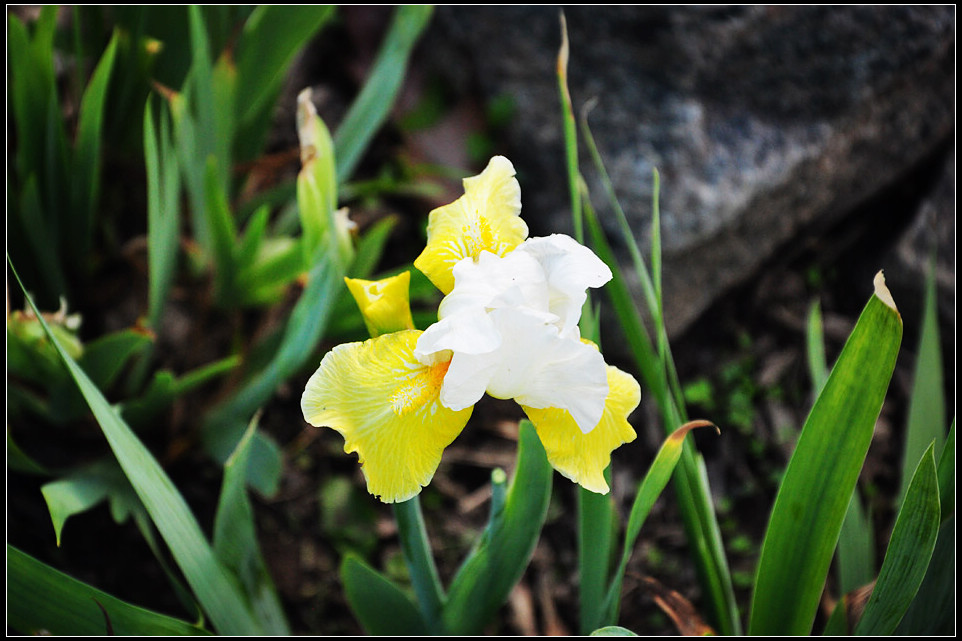 DSC_1575_1.jpg