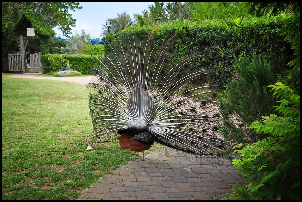 DSC_4088_1.jpg