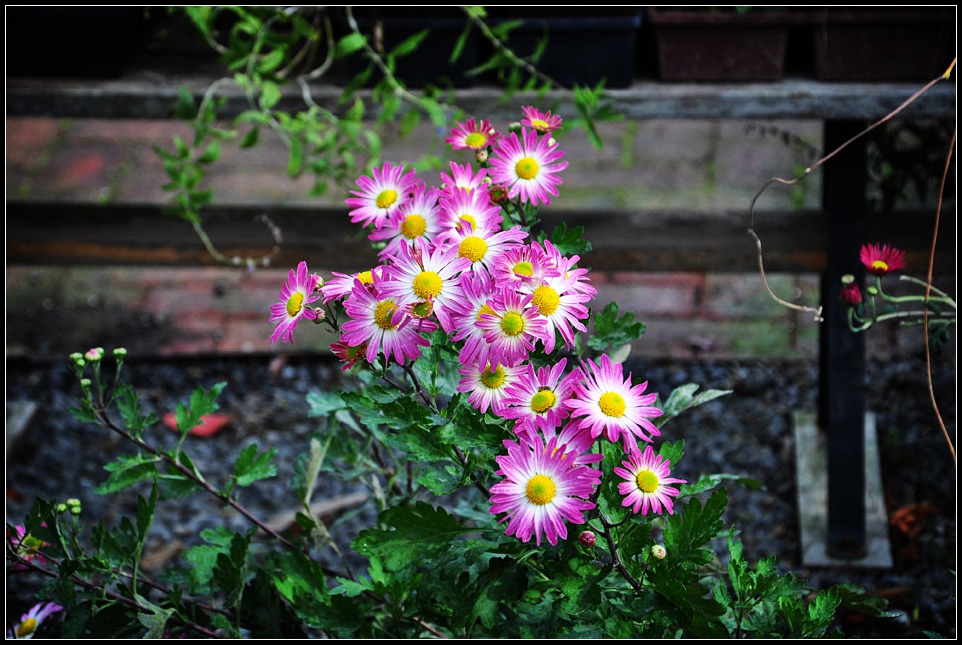 DSC_2273_1.jpg