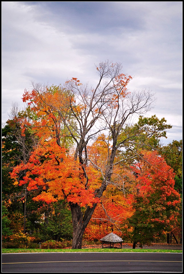 DSC_2602_1.jpg