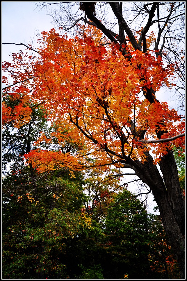 DSC_2611_1.jpg