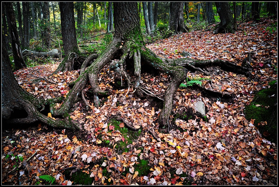 DSC_2681_1.jpg