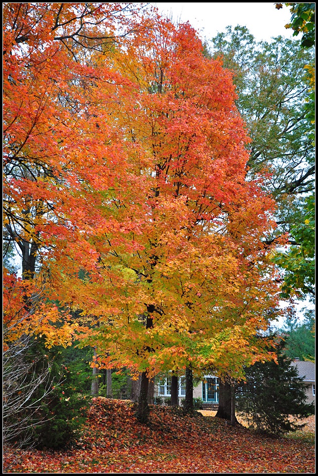 DSC_2972_1.jpg