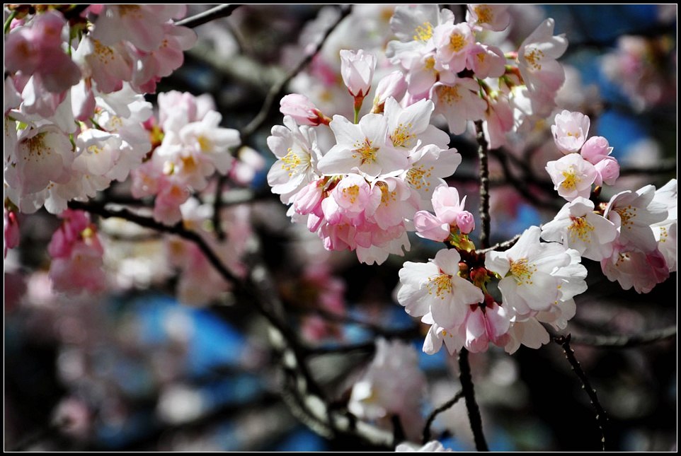 DSC_6353_1.jpg
