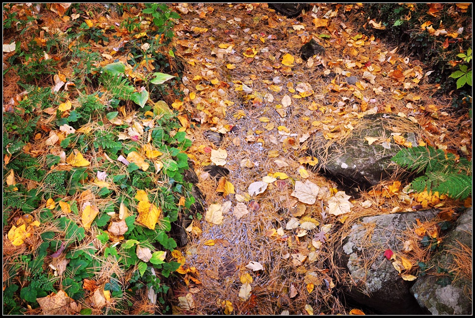 DSC_5223_1.jpg