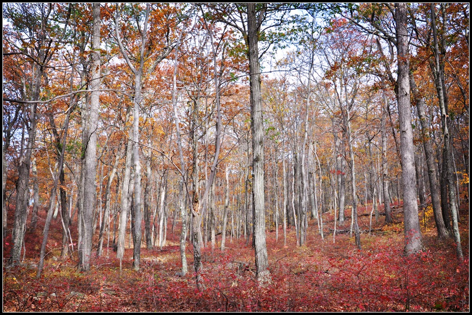 DSC_5747_1.jpg