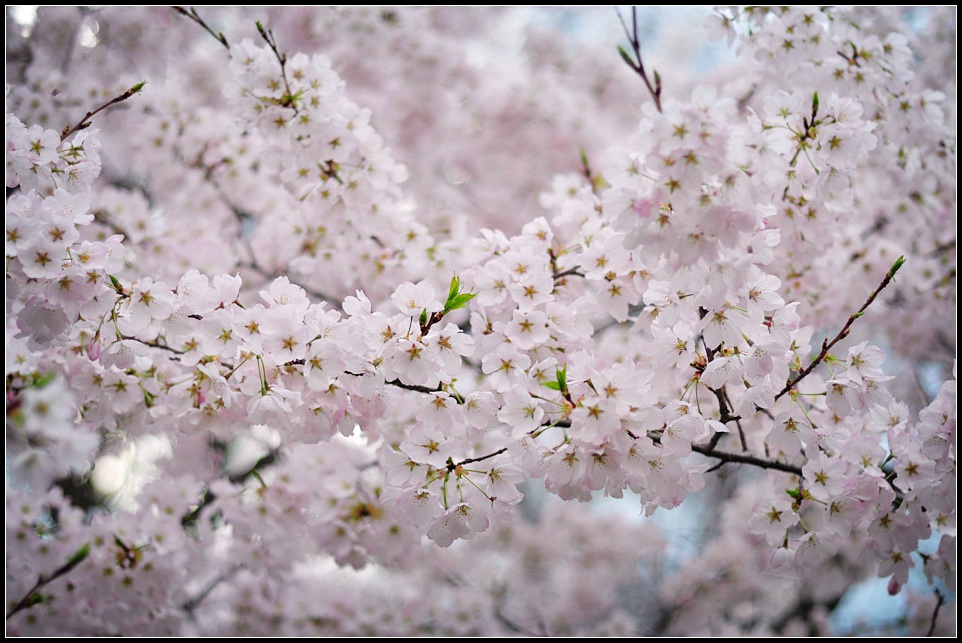 DSC_7334_1.jpg