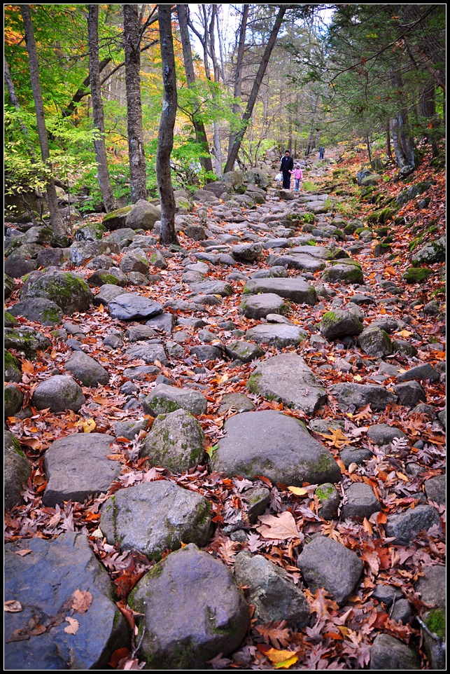 DSC_3729_1.jpg