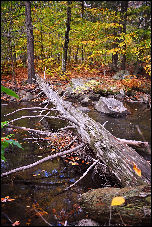 DSC_3755_1.jpg