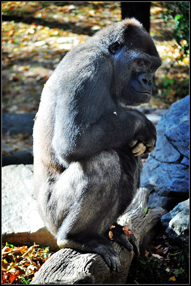 DSC_3996_1.jpg
