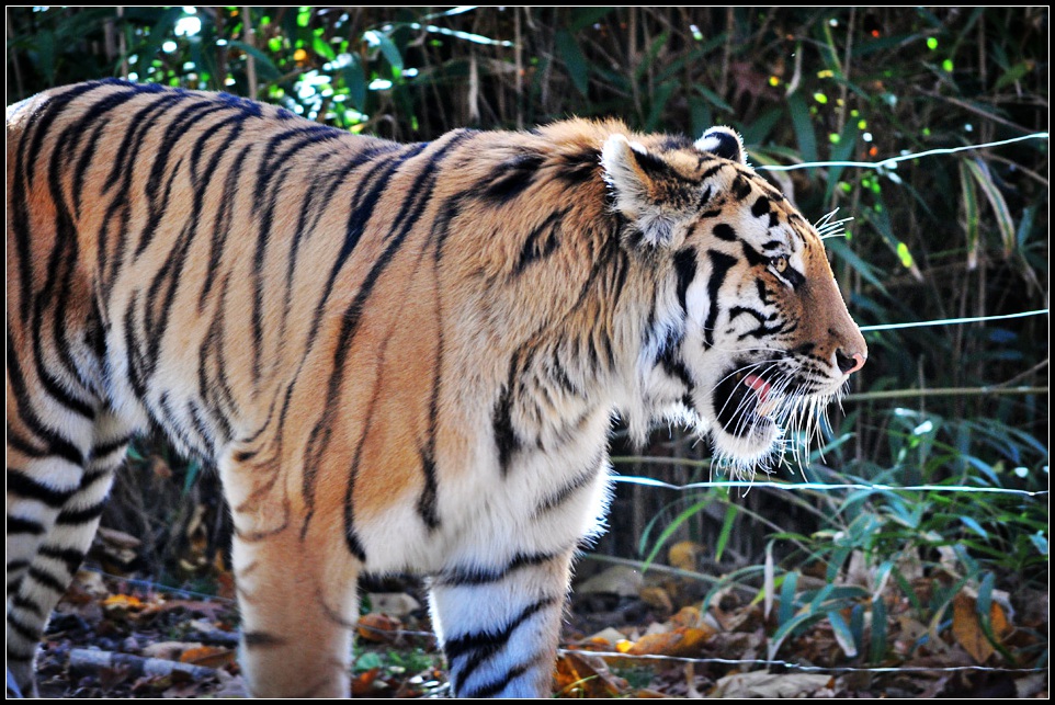 DSC_4124_1.jpg