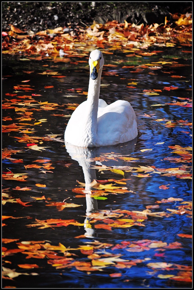 DSC_4172_1.jpg