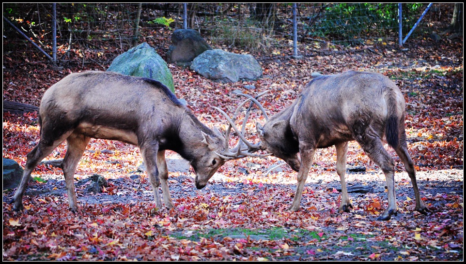 DSC_4196_1.jpg