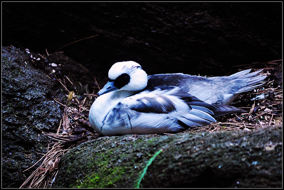 DSC_4245_1.jpg