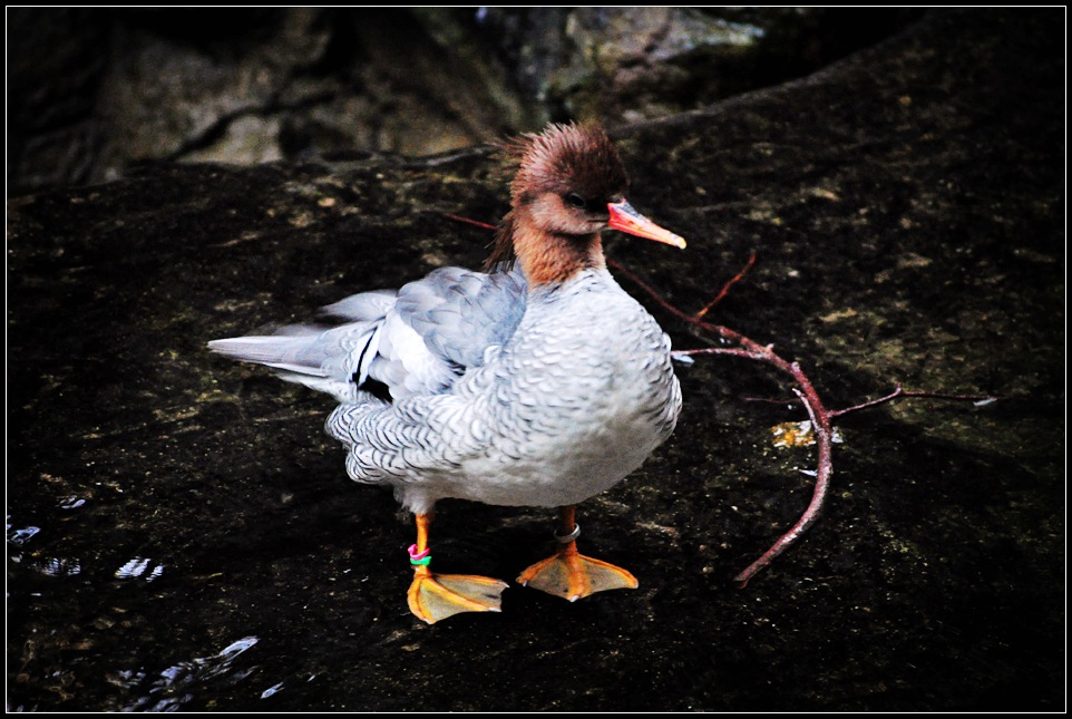DSC_4496_1.jpg