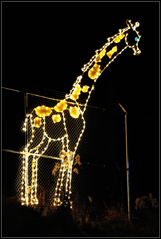 DSC_5694_1.jpg