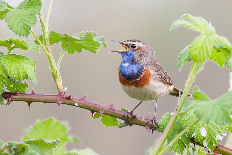 Blue-throat