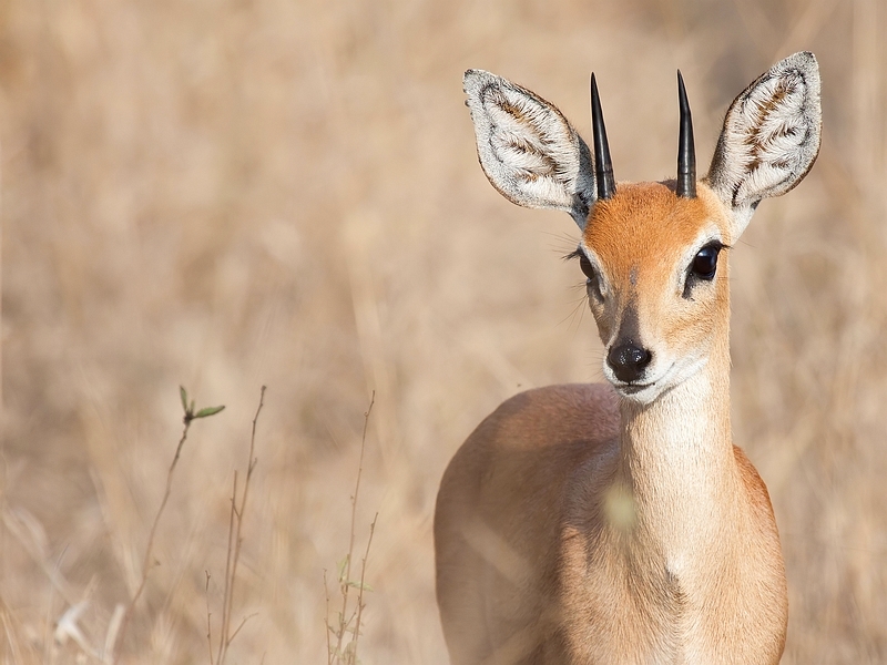 Steenbok