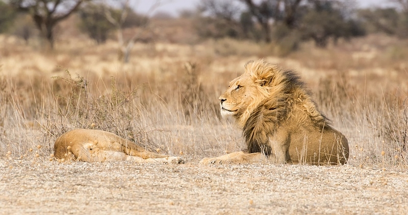 Lion + Lioness