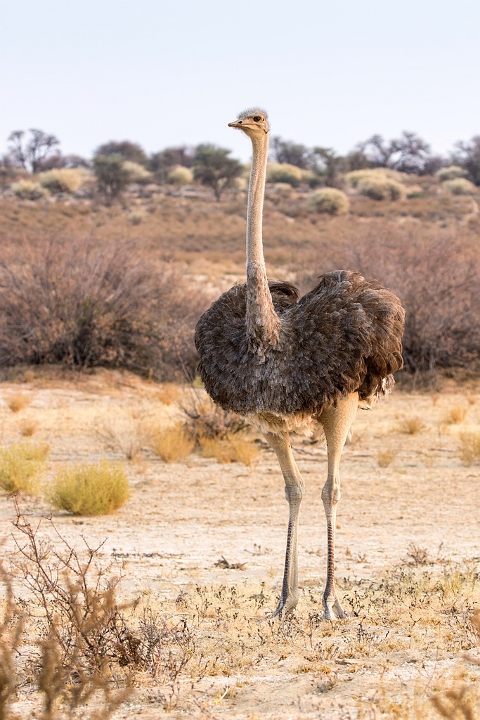 Ostrich