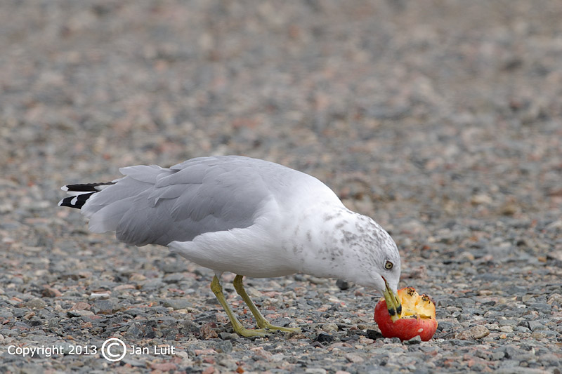 Ring-billed Gull - Larus delawarensis - Ringsnavelmeeuw