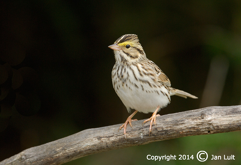Savannah Sparrow - Passerculus sandwichensis - Savannahgors 001