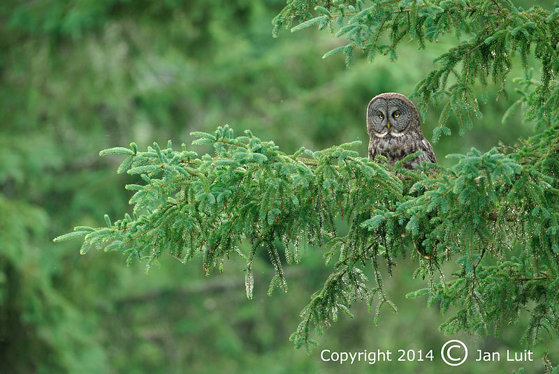 Great Gray Owl - Strix nebulosa - Laplanduil 042