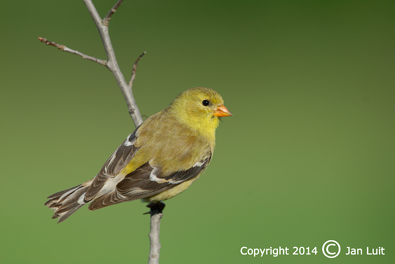 American Goldfinch - Carduelis tristis - Treursijs 002