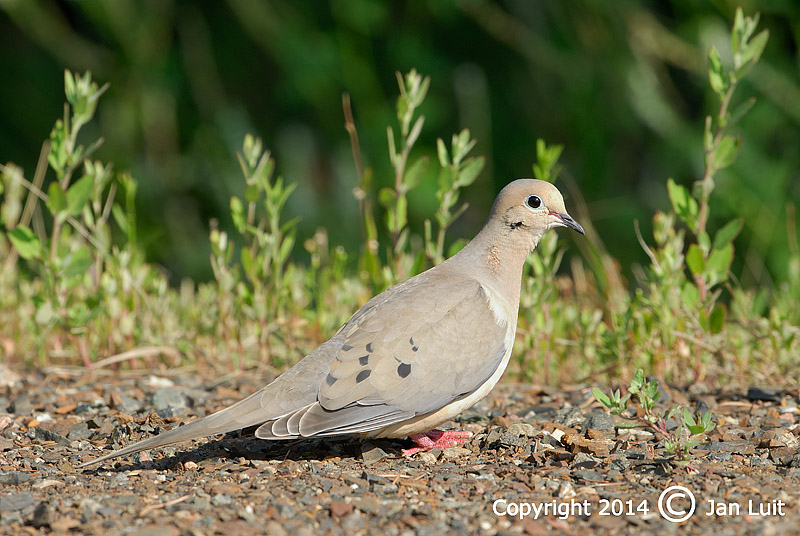 Mourning Dove - Zenaida macroura - Treurduif 001