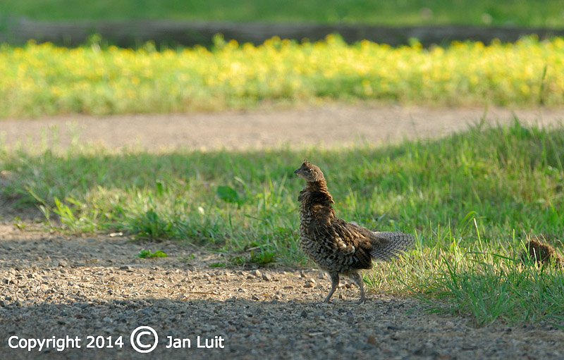 Ruffed Grouse - Bonasa umbellus - Kraaghoen 005