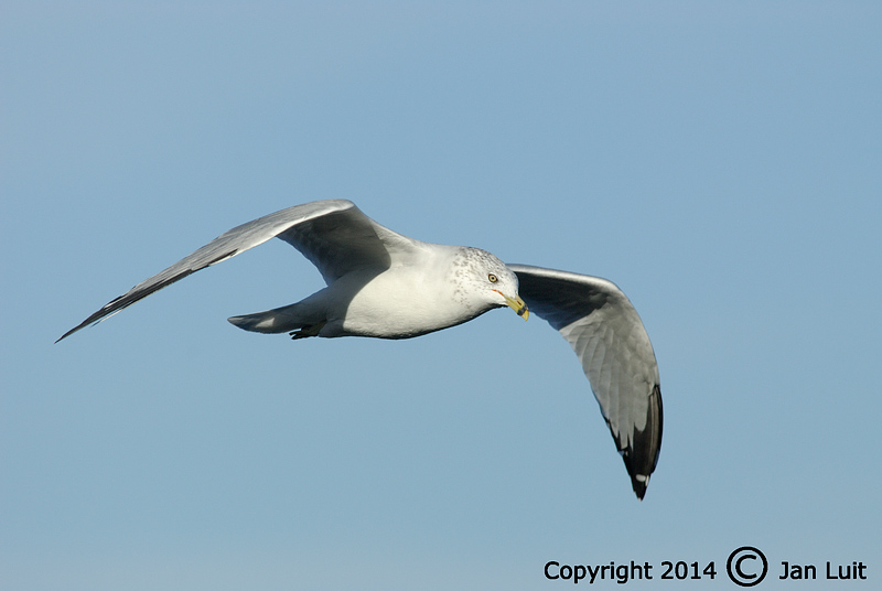 Ring-billed Gull - Larus delawarensis - Ringsnavelmeeuw 015