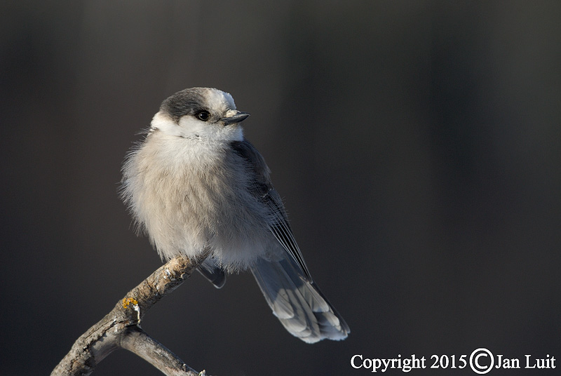 Gray Jay - Perisoreus canadensis - Canadese Gaai 003