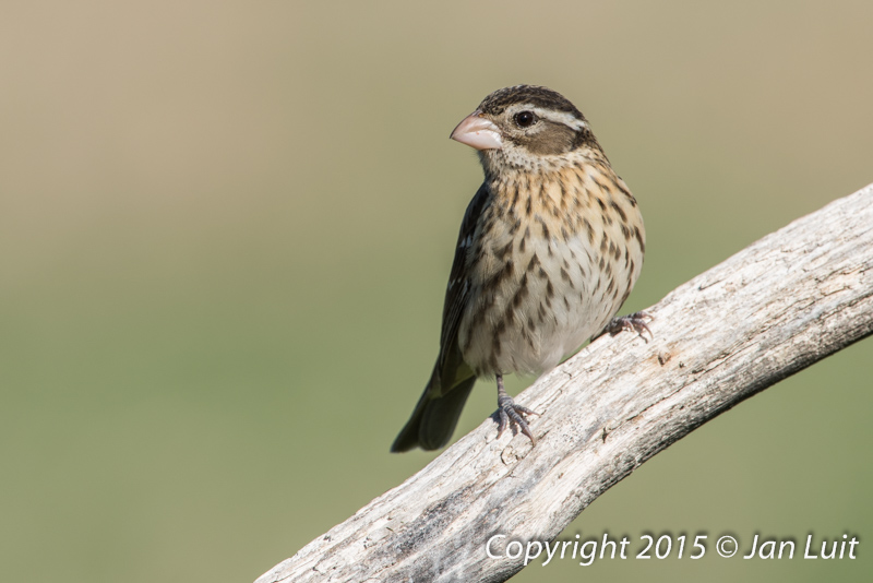 Rose-breasted Grosbeak 0001