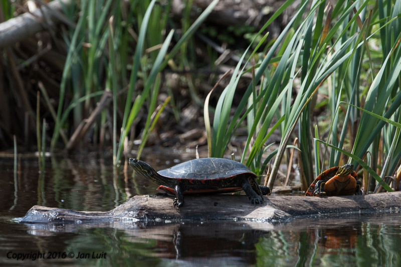 Western painted Turtle