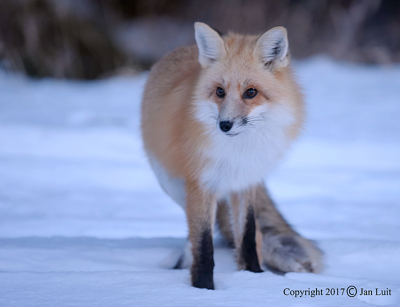 Red Fox