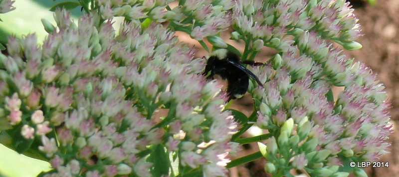 P1230796.JPG