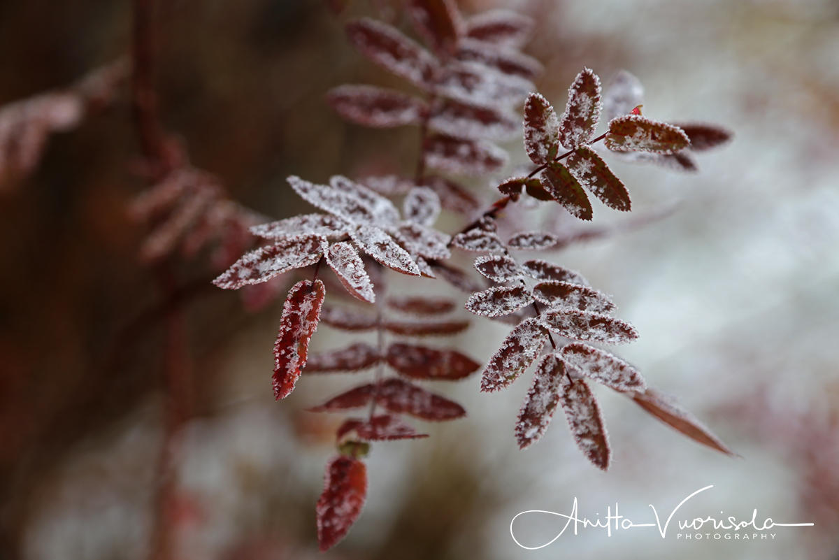 Frozen leaves
