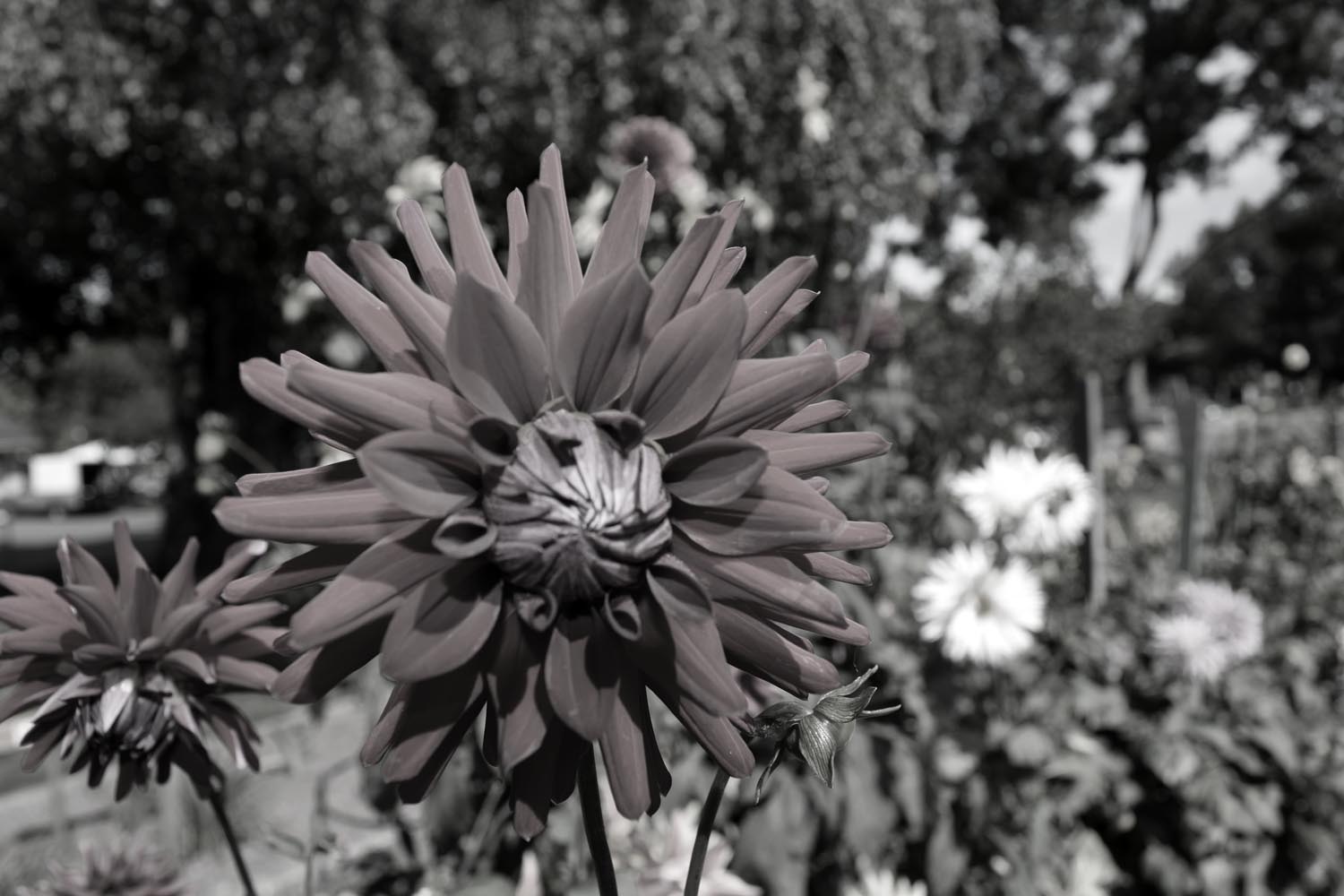 Monochrome flower