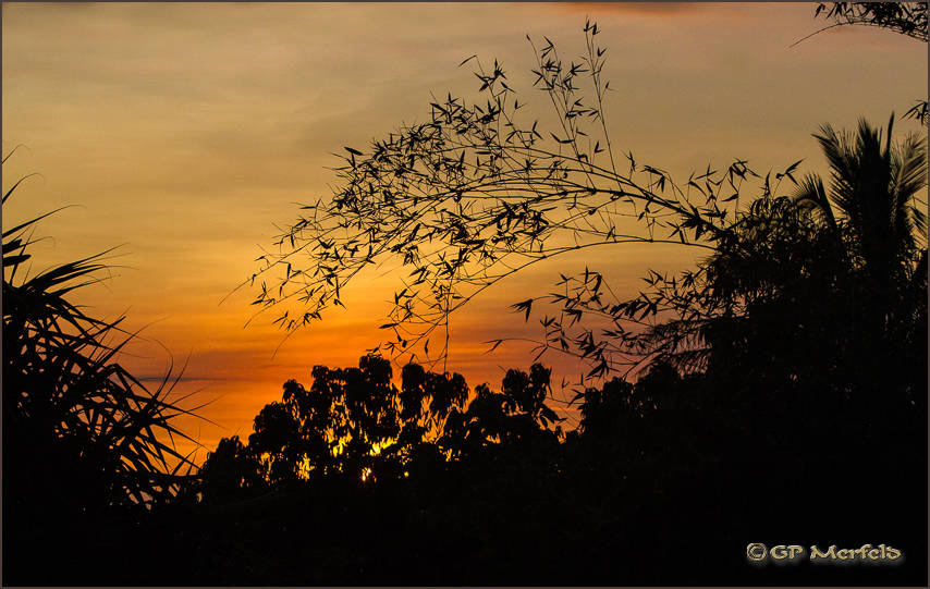 Bamboo Sunset