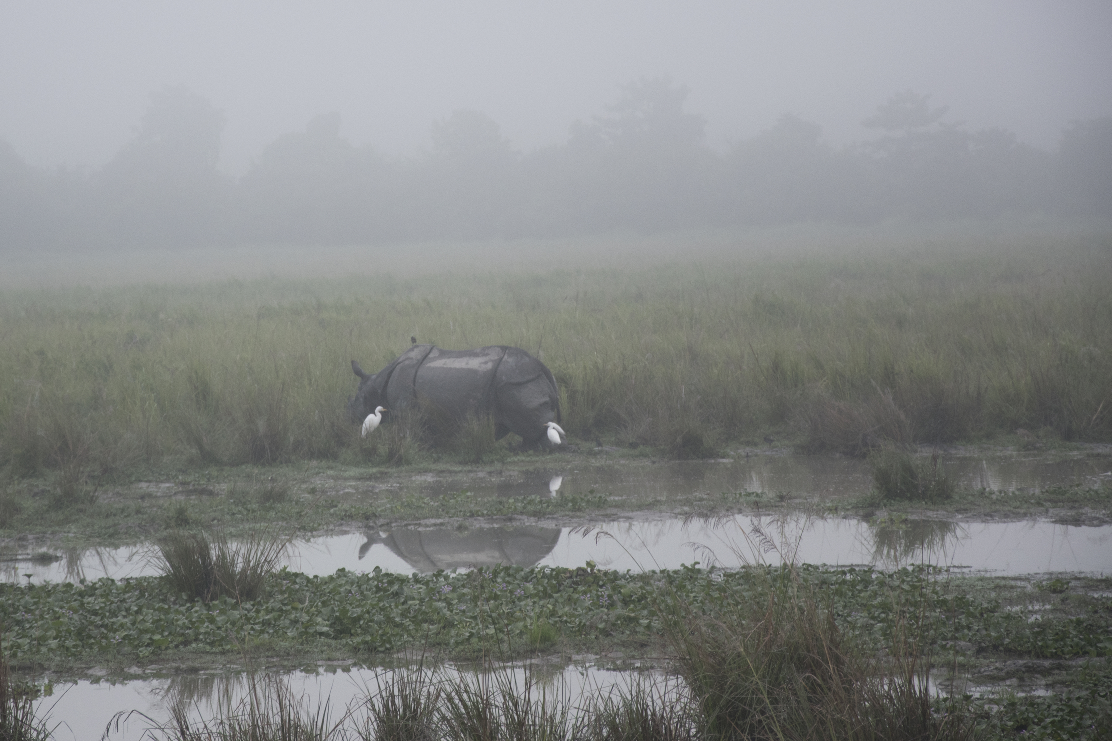 assam05.jpg