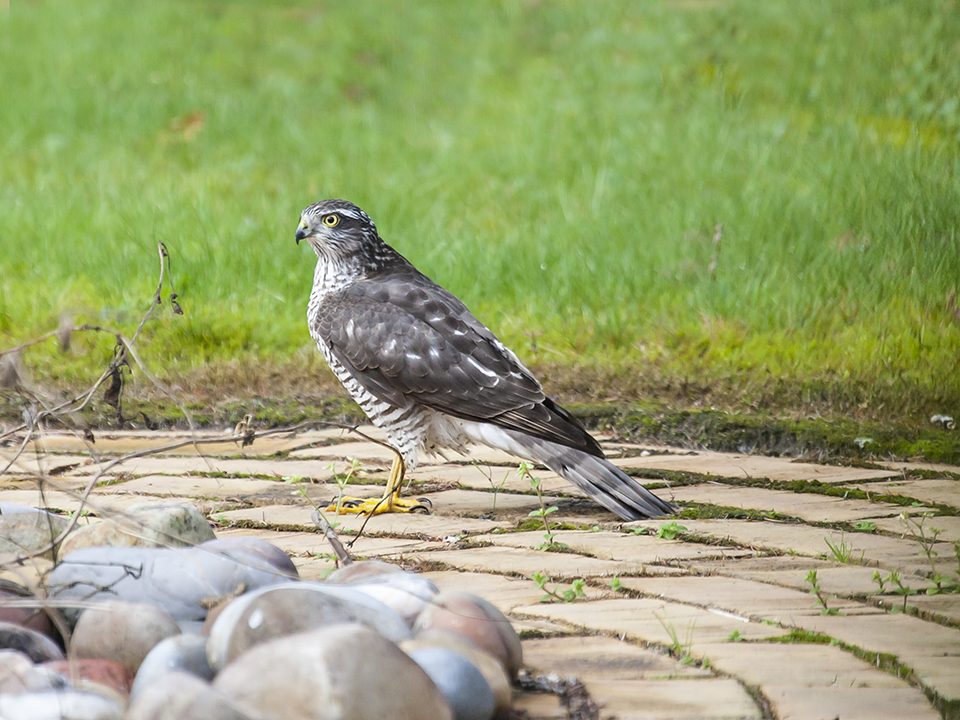 Sparrow hawk