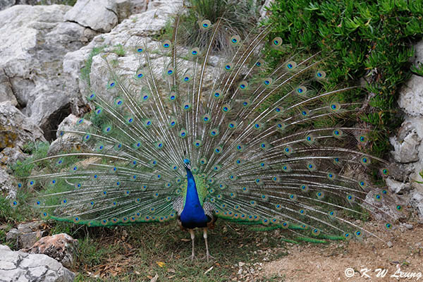 Peacock DSC_6614