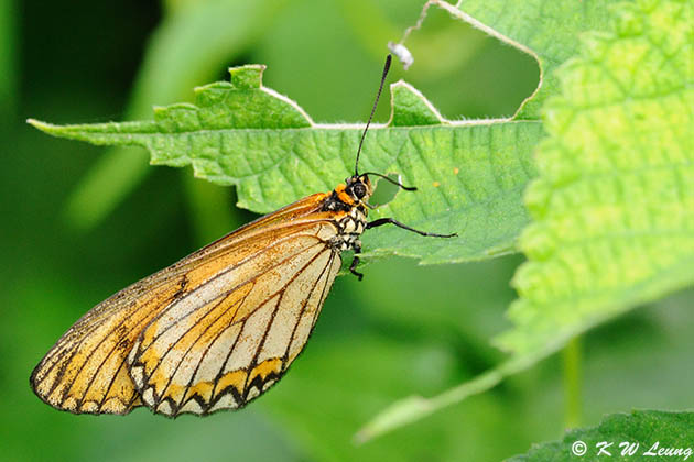 Acraea issoria DSC_0222