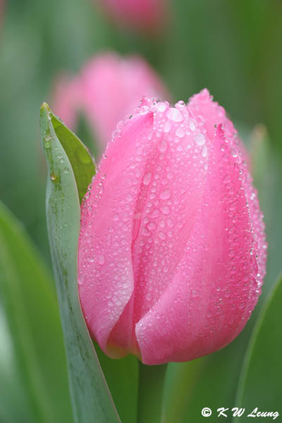 Tulip DSC_9203