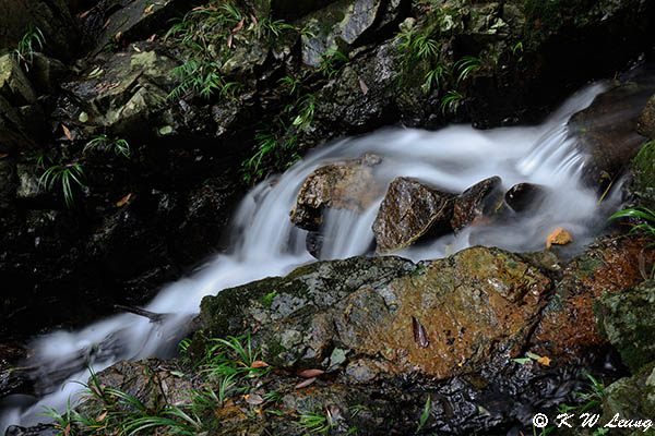 Shing Mun Reservoir DSC_1458