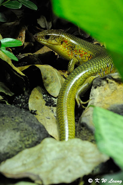 Chinese Skink DSC_9947