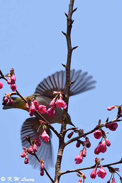 Japanese White-eye DSC_5993